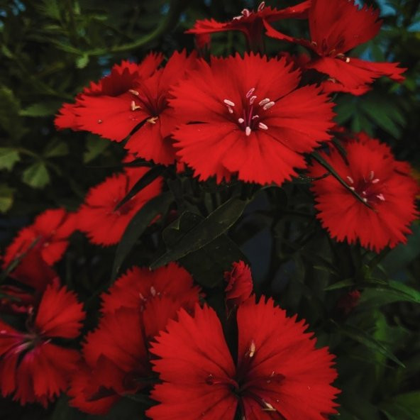 Dianthus Heddewigii Bravo Karanfil Çiçeği Tohumu (100 adet) ürün görseli 1