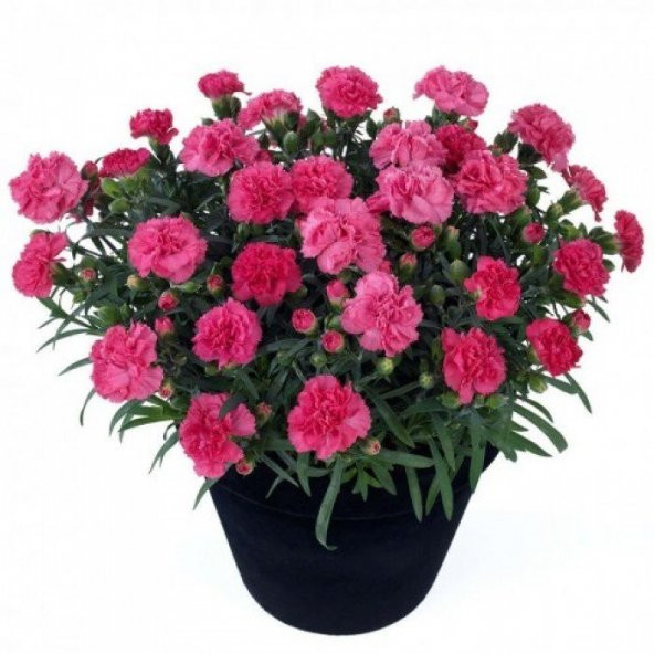 Chabaud Pure Rose Karanfil Çiçeği Tohumu (70 adet) ürün görseli 1