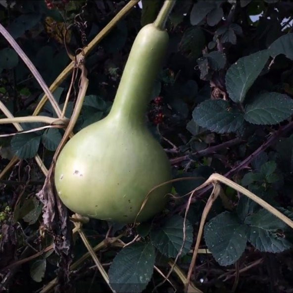 Doğal Calabash Süs (Su) Kabağı Tohumu (5 Tohum) ürün görseli 1