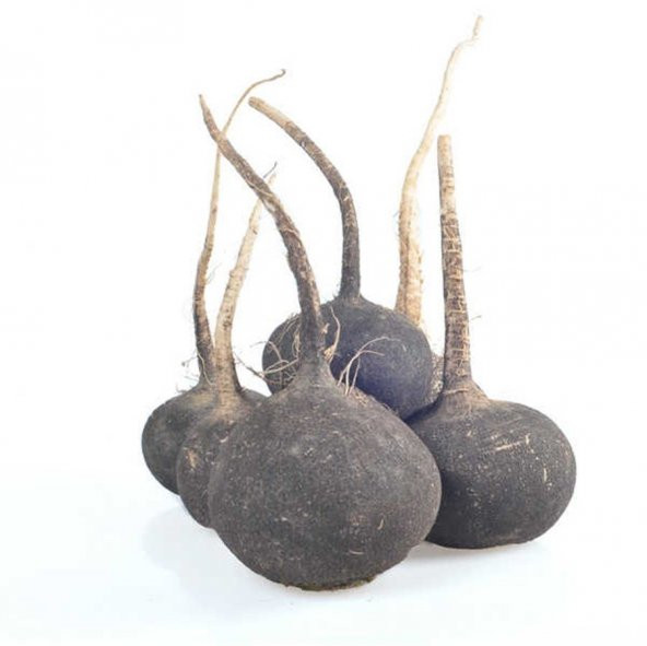 Doğal Black Prince Turp Tohumu (30 tohum) ürün görseli 1