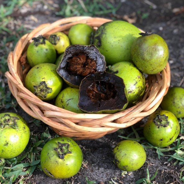 Tüplü Nadir Çikolata Meyvesi Black Sapote Ağacı Fidanı(20-40 cm) ürün görseli 1