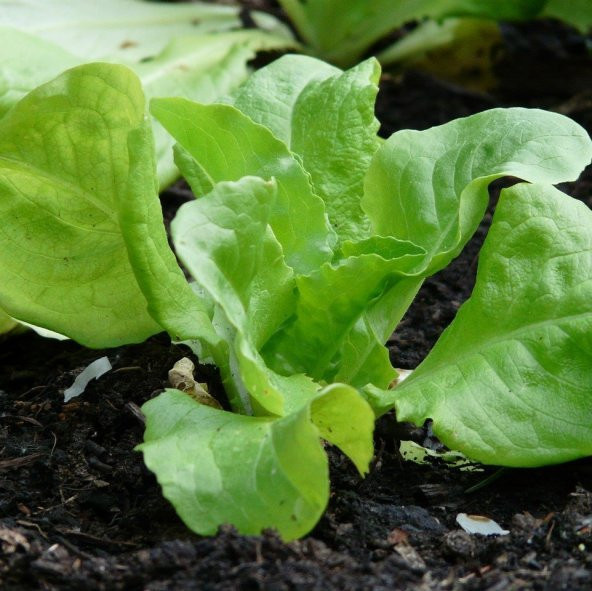 Doğal Cornd Salad Marul Tohumu(40 tohum) ürün görseli 1