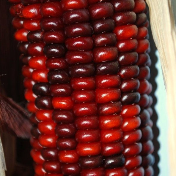 Doğal Kırmızı Ruby Mısır Tohumu (10 tohum) ürün görseli 1