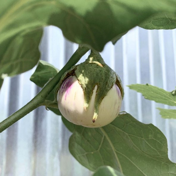 Doğal Rosa Bianca Patlıcan Tohumu(20 adet) ürün görseli 1
