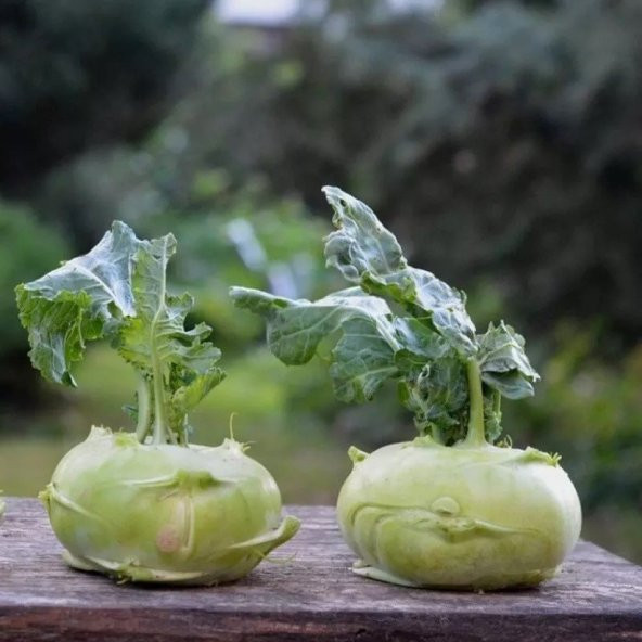 Doğal Yeşil Kohlrabi (Alabaş) Tohumu (20 Tohum) ürün görseli 1