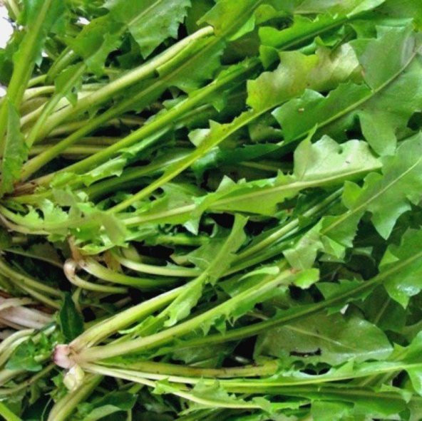 Doğal Koyu Yeşil Catalogna Garnet Stem Hindiba Tohumu(100 tohum) ürün görseli 1