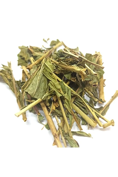 Yakı Otu 100 Gr - Resim 2