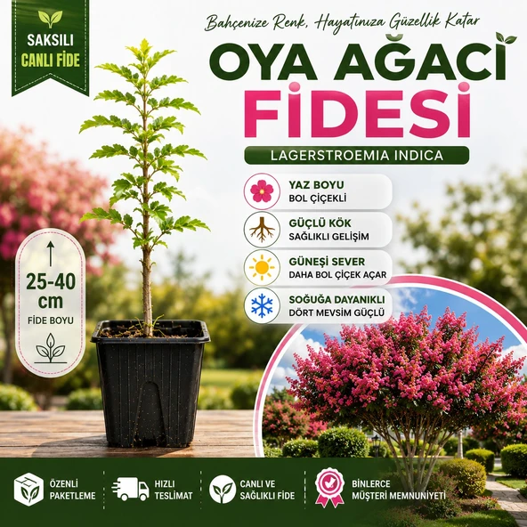 Oya Ağacı Fidesi (Lagerstroemia Indica) – Saksılı Canlı Fide | 25-40 cm | Yaz Boyu Çiçekli ürün görseli 1