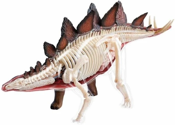 4D Dinozor Anatomi Modeli 39PRÇ.STEGOSAURUS ürün görseli 1