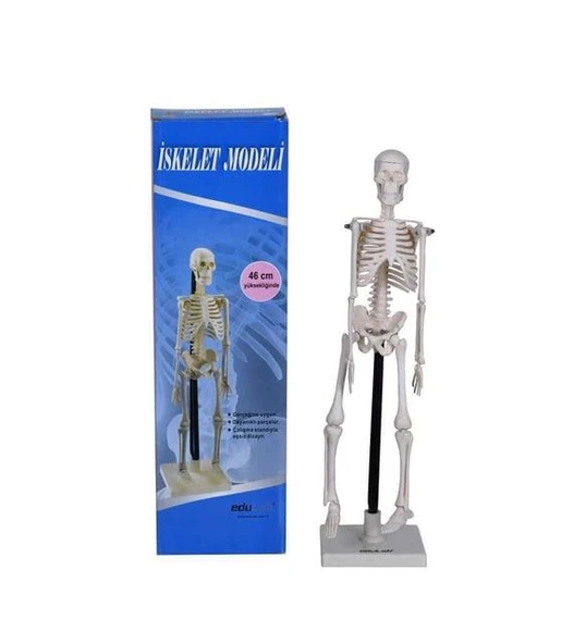İskelet Modeli 46 Cm Standlı ürün görseli 1