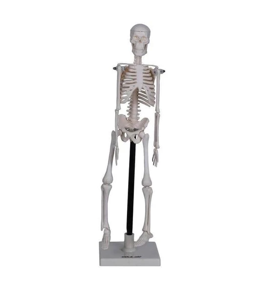 İskelet Modeli 46 Cm Standlı - Resim 2