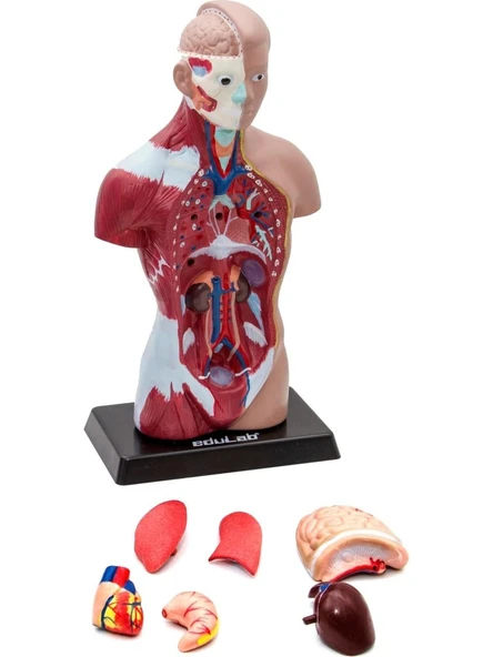 İnsan Vücudu Küçük 28 cm - Resim 4