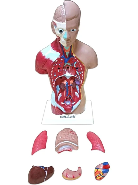 İnsan Vücudu Küçük 28 cm ürün görseli 1