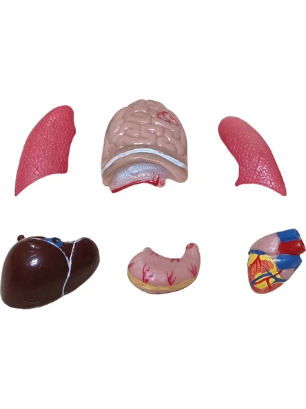 İnsan Vücudu Küçük 28 cm - Resim 2