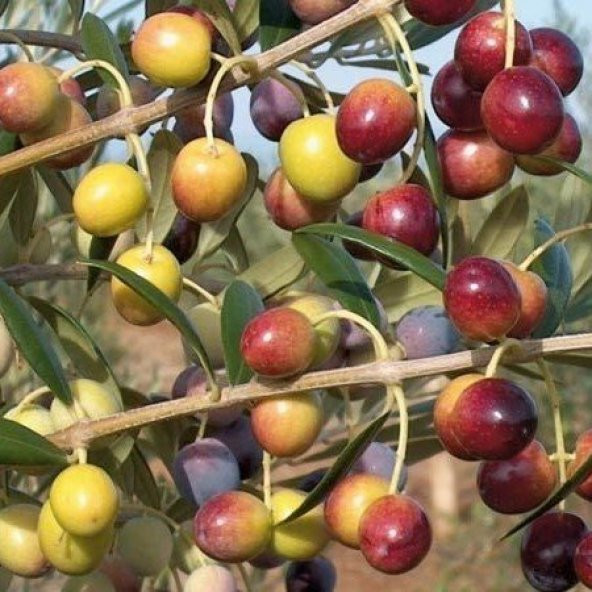 Tüplü Bodur Meyve Verme Durumunda Arbequina Zeytin Fidanı (Saksılı) ürün görseli 1