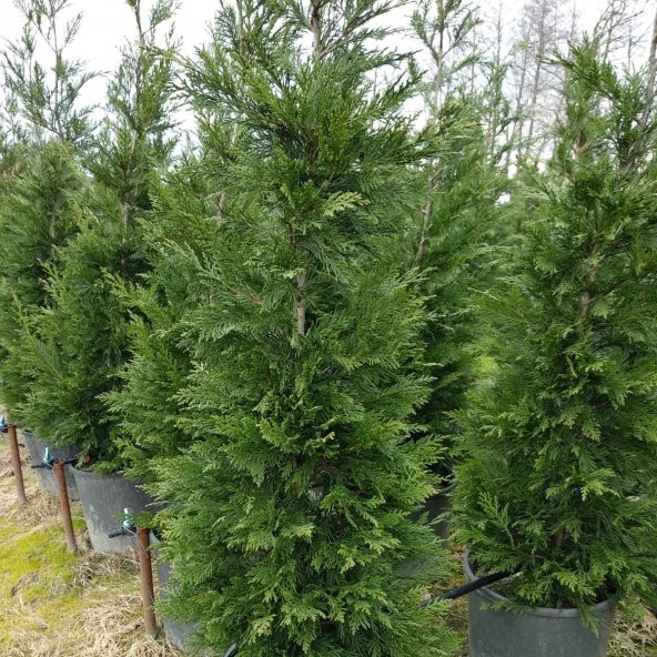 Tüplü Leylandi Fidanı (10-20 cm) ürün görseli 1