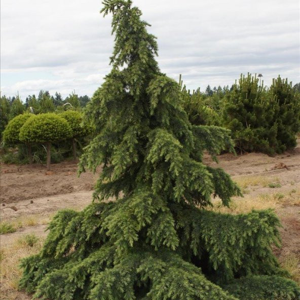 Tüplü Himalaya Sediri (Cedrus Deodora) Fidanı ürün görseli 1