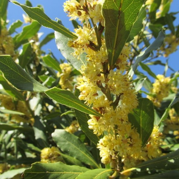 Tüplü Defne Ağacı (Laurus nobilis) Fidanı (10 Adet) ürün görseli 1