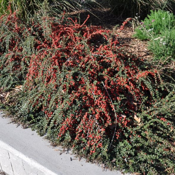 Tüplü Taş Elması Ağacı Fidanı (Cotoneaster) ürün görseli 1