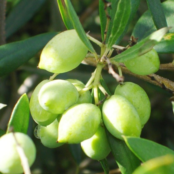 Tüplü Koroneiki Bodur Zeytin Fidanı (Meyve Verme Yaşında) ürün görseli 1