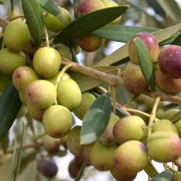 Tüplü İspanyol Bodur Arbequina Zeytin Fidanı (2 Yaş) ürün görseli 1