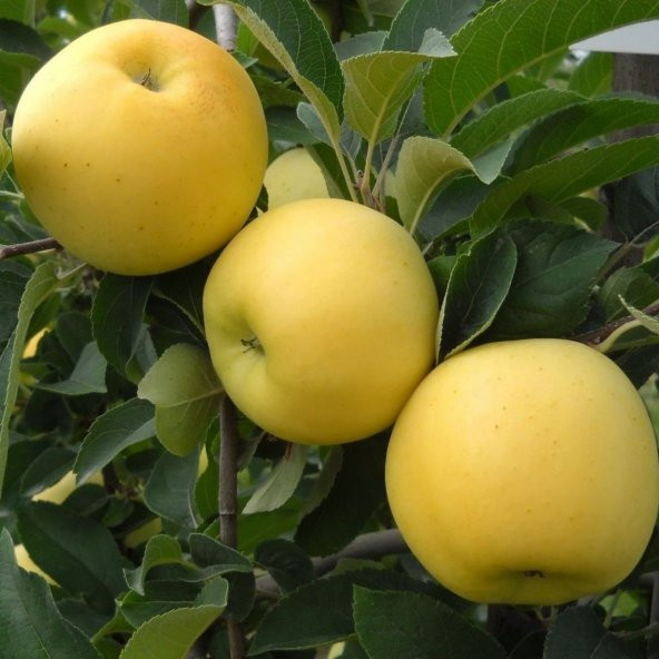 Tüplü Aşılı Tam Bodur Verimli Aromatik Golden Elma Fidanı ürün görseli 1