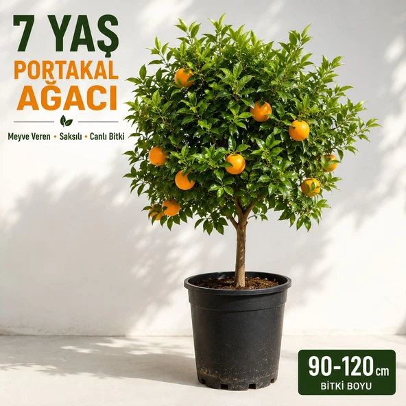 Meyve Vermeye Hazır 7 Yaş Portakal Ağacı | Saksılı Canlı Bitki | 90-120 cm ürün görseli 1
