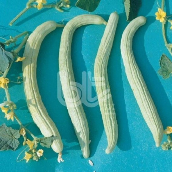 Verimli Turşuluk Geleneksel Anadolu Acur Tohumu (50 Gr) ürün görseli 1