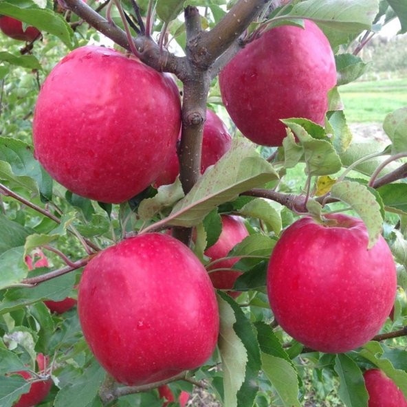 Tüplü Aşılı Yarıbodur Aromatik Kokulu Pink Lady Elma Fidanı ürün görseli 1
