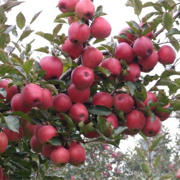 Tüplü Aşılı Yazlık Erkenci Yarıbodur Summer Red Elma Fidanı ürün görseli 1