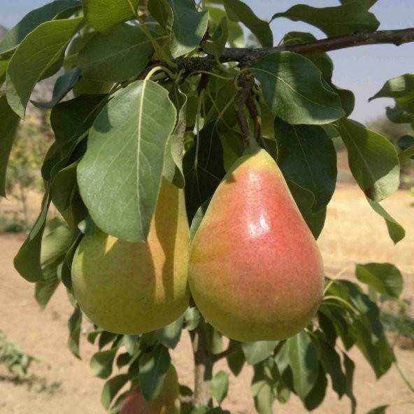 Tüplü Aşılı Yarıbodur Erkenci Etruşka (Etrusca) Armut Fidanı ürün görseli 1