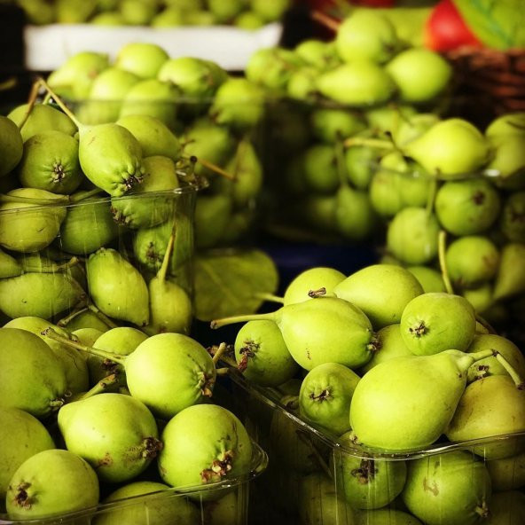 Tüplü Aşılı Yarıbodur Aromatik Erkenci Akça Armut Fidanı ürün görseli 1