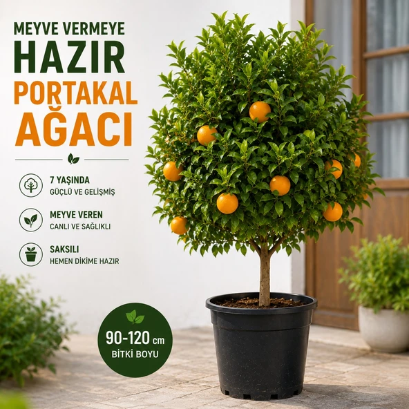 7 Yaş Saksılı Portakal Ağacı | Meyve Veren, Güçlü Gövdeli ve Dekoratif ürün görseli 1