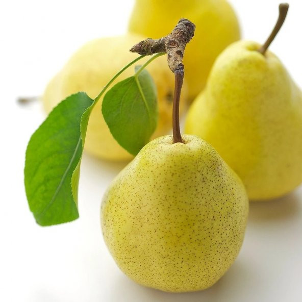 Tüplü Aşılı Verimli Aromatik Yarıbodur Williams Armut Fidanı ürün görseli 1