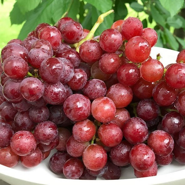 Tüplü Özel Çeşit Flame Seedless Çekirdeksiz Üzüm Asma-Bağ Fidanı ürün görseli 1