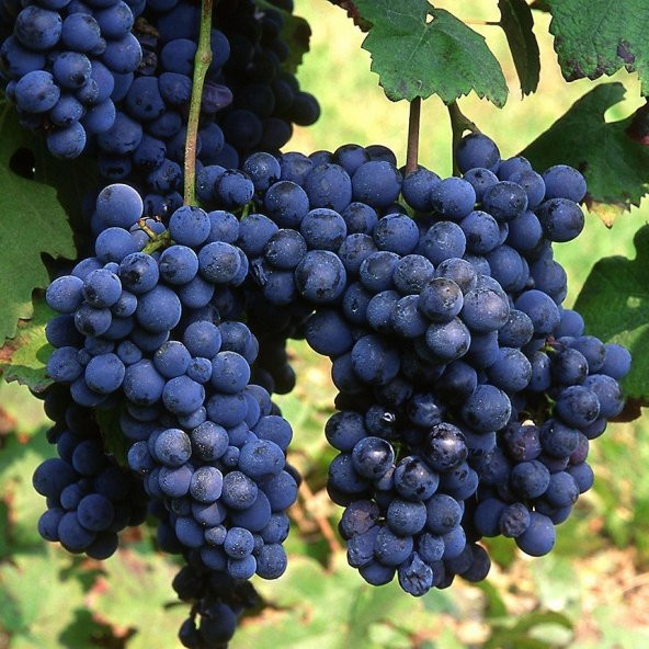 Tüplü Şaraplık Syrah (Şiraz) Üzüm Asma-Bağ Fidanı ürün görseli 1