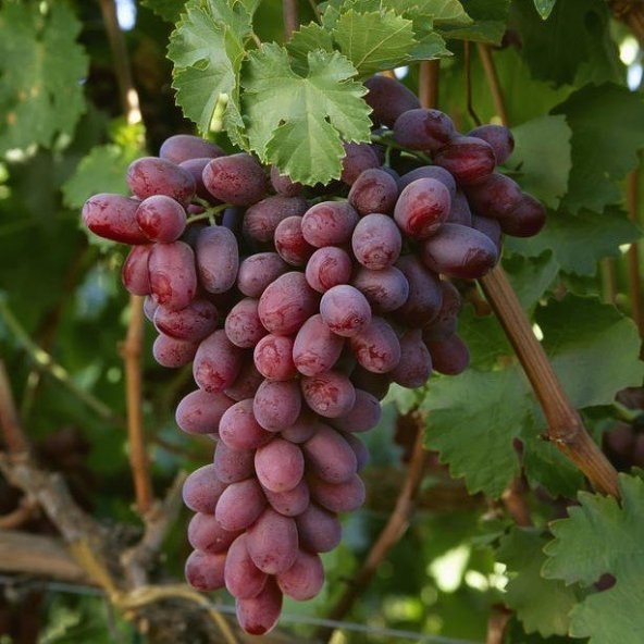Tüplü Çekirdeksiz Crimson Seedless Üzüm Asma-Bağ Fidanı ürün görseli 1