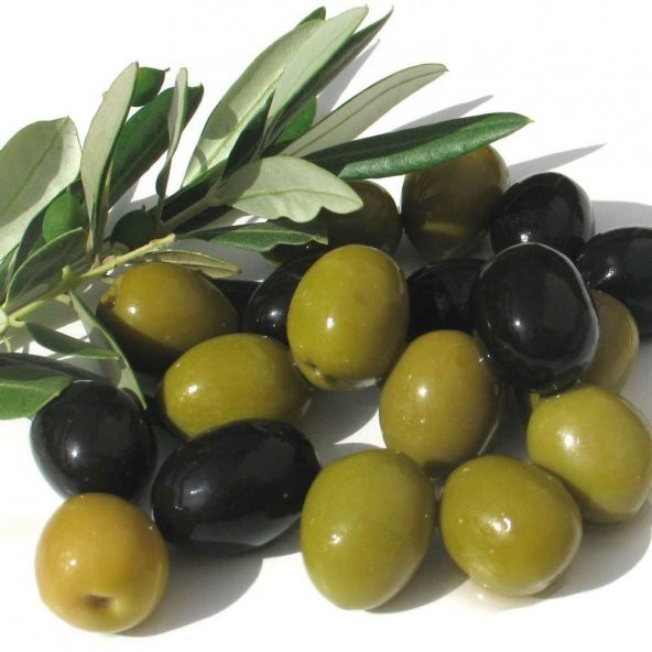 Tüplü Bol Verimli Salamuralık Gemlik Trilye Zeytin Fidanı ürün görseli 1