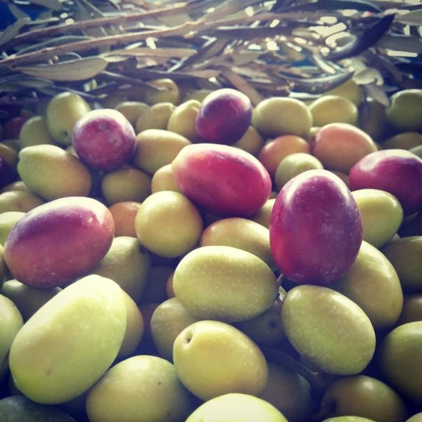 Tüplü Aşılı Çok İri Meyveli Domat Zeytin Fidanı ürün görseli 1