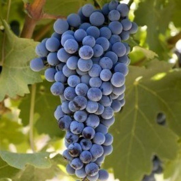 Tüplü Şaraplık Kokulu Merlot Üzüm Asma-Bağ Fidanı ürün görseli 1