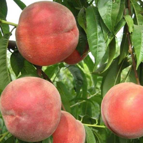 Tüplü Aşılı İri Meyveli Orta Erkenci Verimli Quen Crest Şeftali Fidanı ürün görseli 1