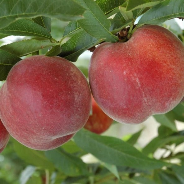 Tüplü Aşılı Yüksek Verimli Orta Erkenci Red Haven Şeftali Fidanı ürün görseli 1
