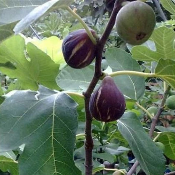 Tüplü Özel Ürün Karadeniz Patlıcan İncir Fidanı ürün görseli 1