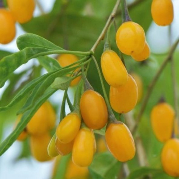 Tüplü Özel Çeşit Amber Sweet Altuni Sarı Goji Berry Fidanı ürün görseli 1