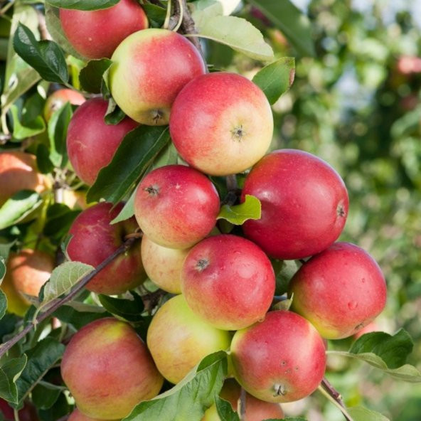Tüplü Aşılı Verimli Aromatik Kokulu Amasya Misket Elma Fidanı ürün görseli 1