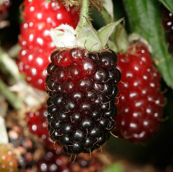 Tüplü Özel Üretim Verimli Melez Boysenberry Böğürtlen Fidanı ürün görseli 1