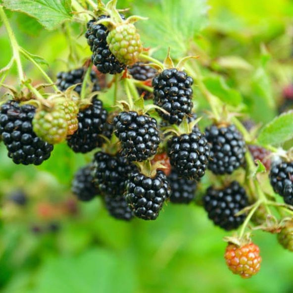 Tüplü Özel Çeşit Herdem Yeşil Thornless Evergreen Böğürtlen Fidanı ürün görseli 1