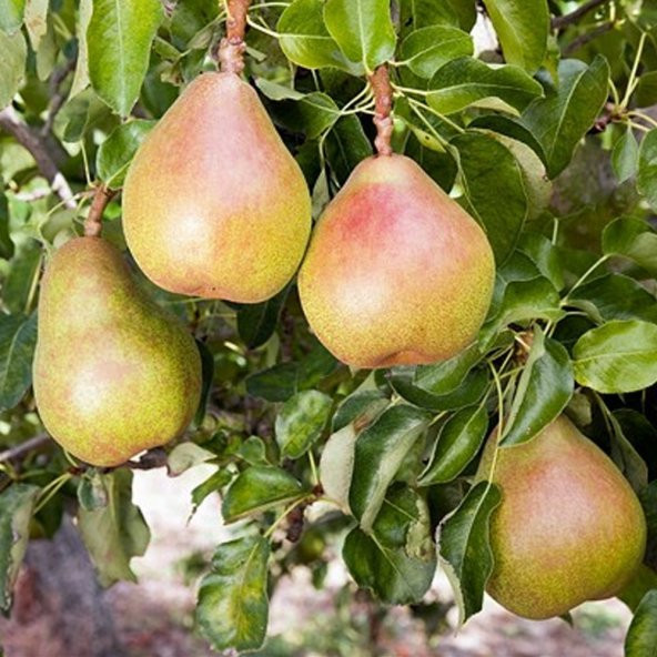 Tüplü Aşılı Bol Sulu Aromatik Kieffer Margarit (Marillat) Armut Fidanı ürün görseli 1