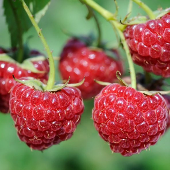 Tüplü Nadir Bulunan Bol Verimli Ruby Ahududu Fidanı ürün görseli 1