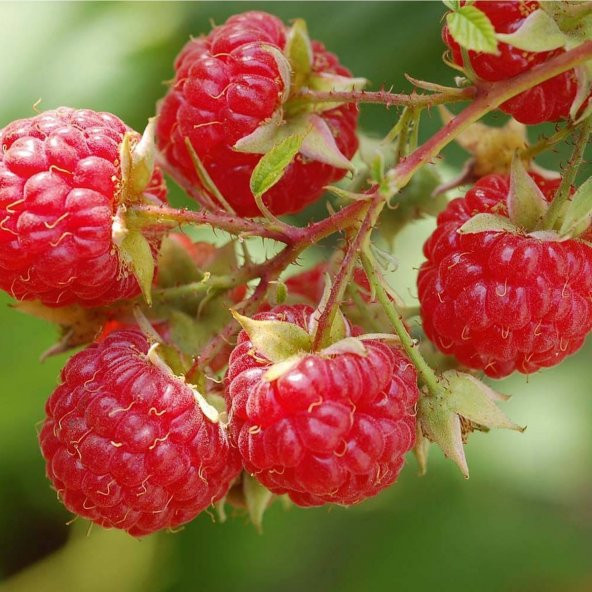 Tüplü Kokulu Aromatik Yüksek Verimli Aksu Pembesi Ahududu Fidanı ürün görseli 1